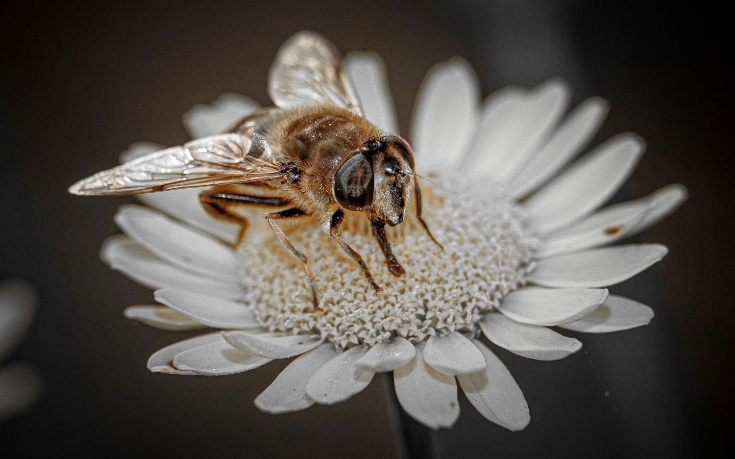 Насекомое сидит на белом цветке