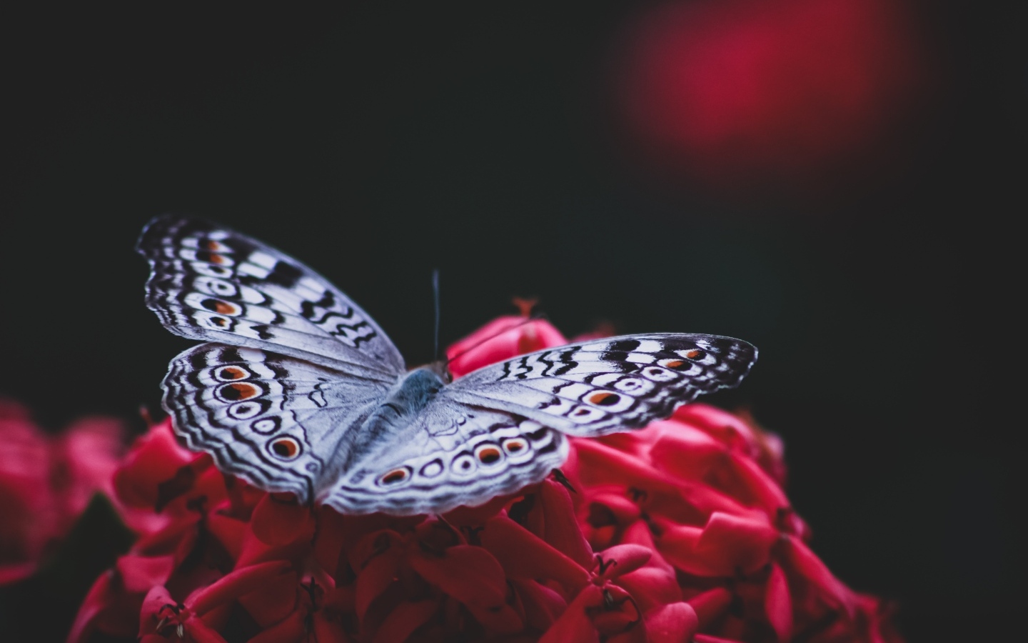 Красивая бабочка сидит на красном цветке