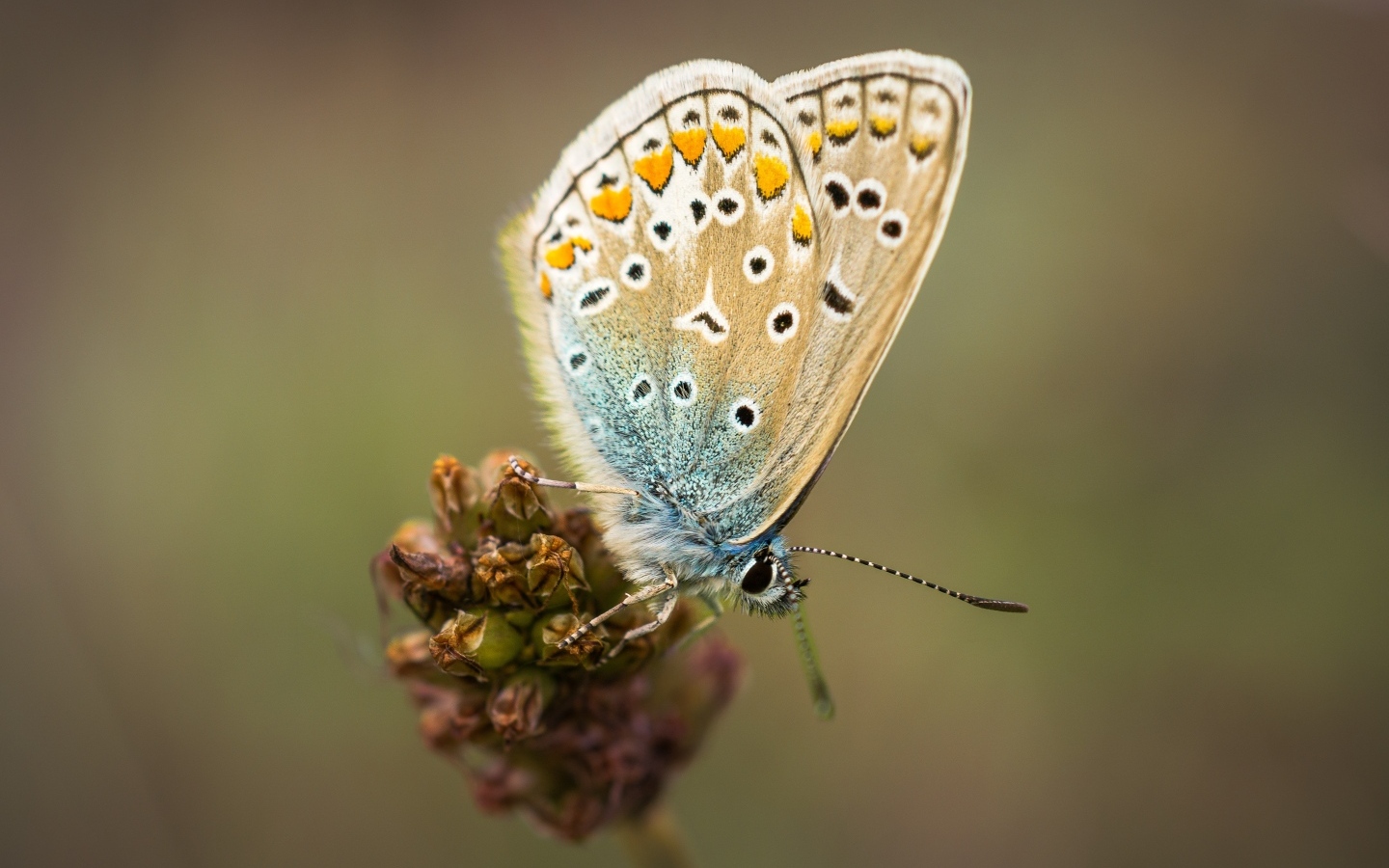 Красивая маленькая бабочка сидит на цветке