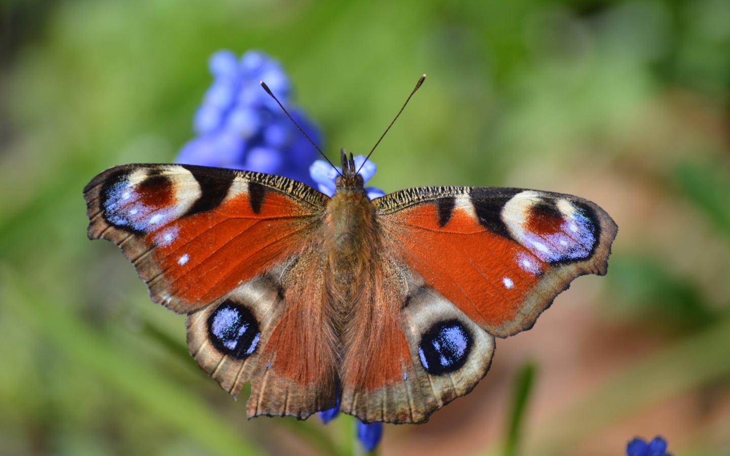 Красивая бабочка павлиний глаз сидит на цветке