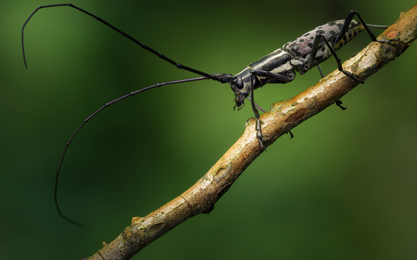 Жук с длинными черными усами на ветке дерева