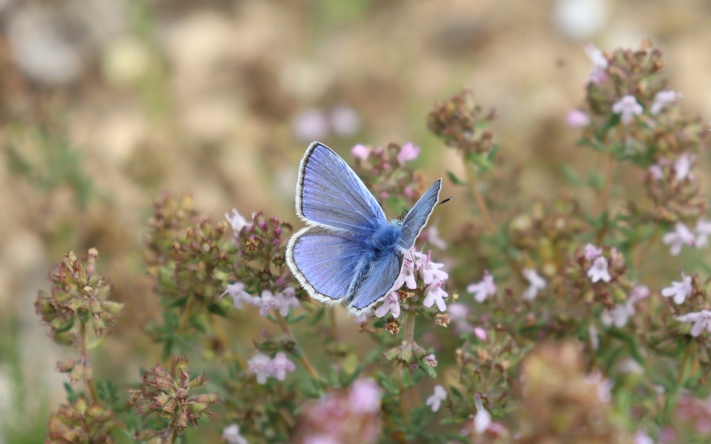 Голубая бабочка сидит на полевом цветке