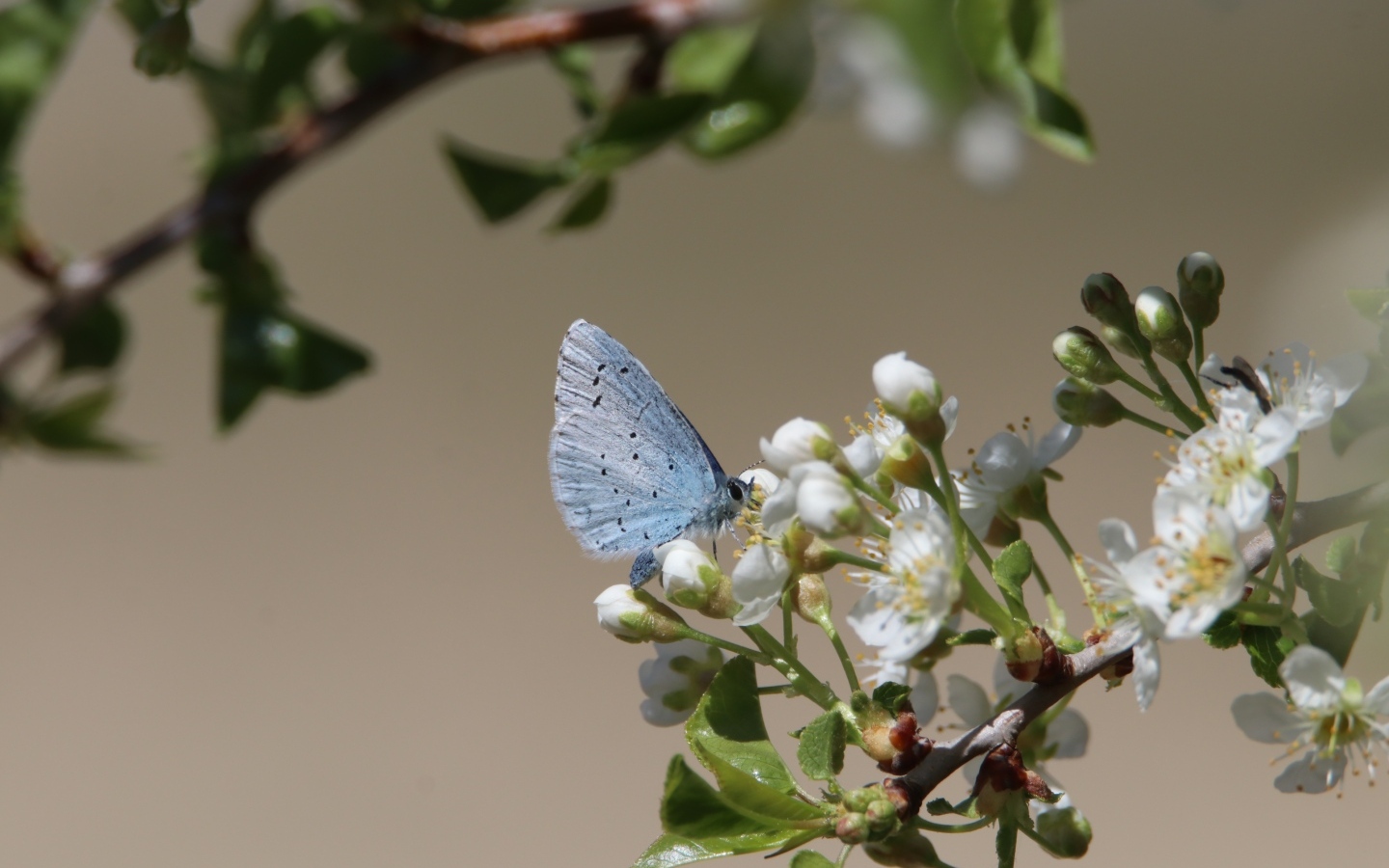 Голубая бабочка сидит на цветах вишни 