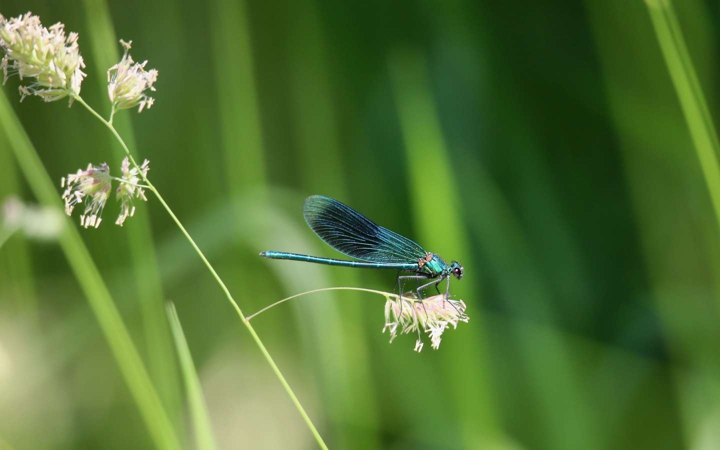 Голубая стрекоза сидит на колоске