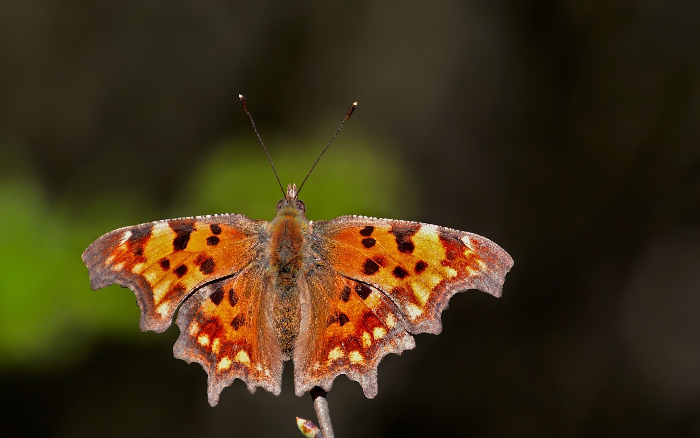 Коричневая бабочка сидит на ветке 