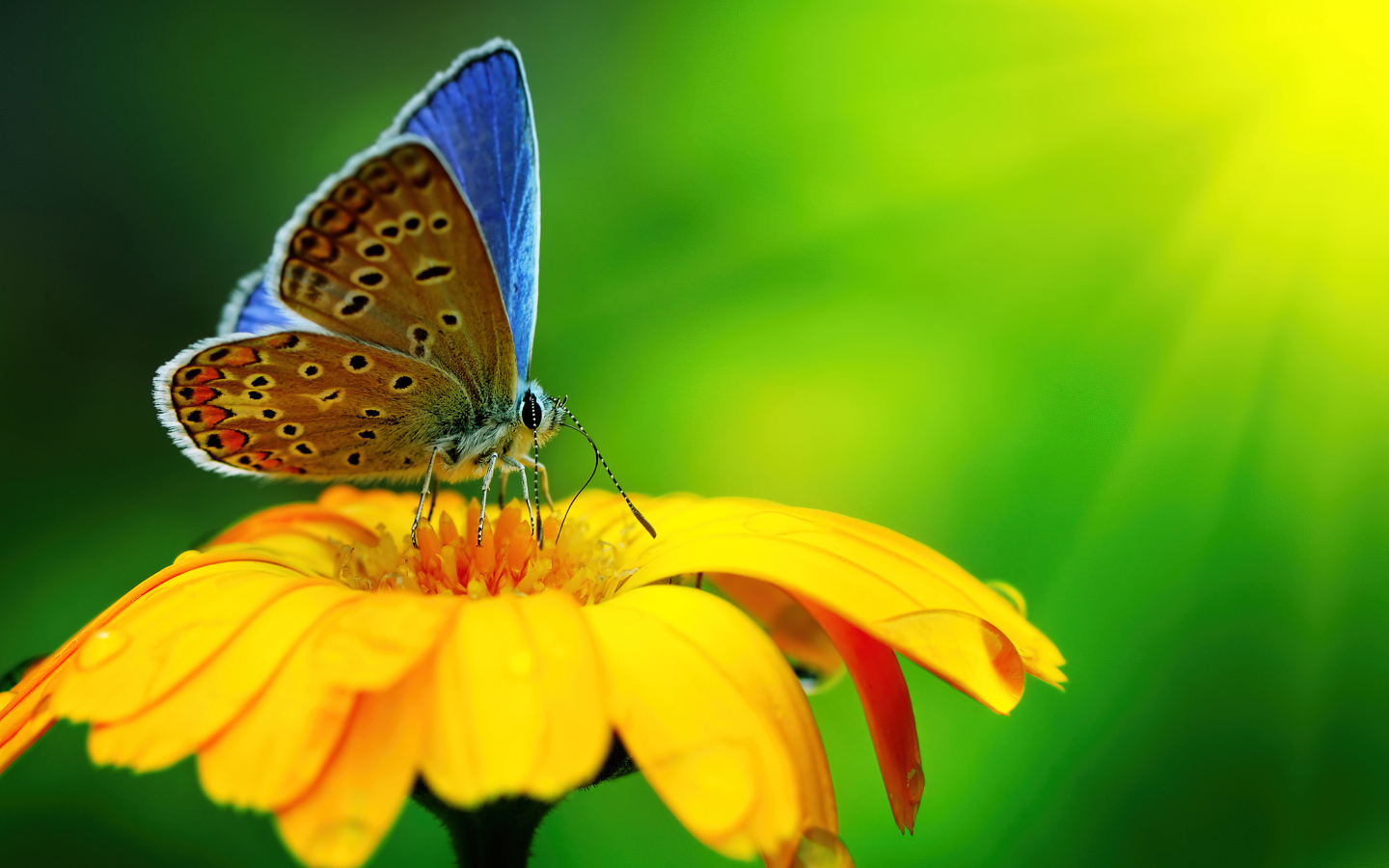 Бабочка сидит на оранжевом цветке крупным планом