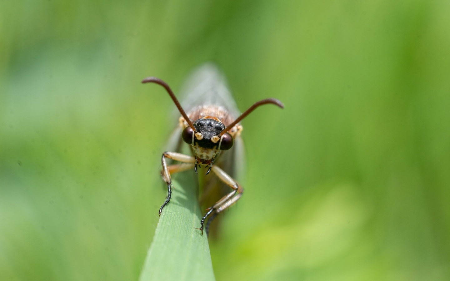 Лицо стрекозы крупным планом