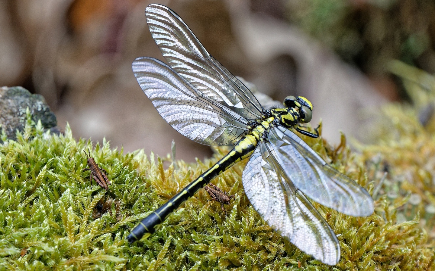 Стрекоза на покрытой мхом земле 