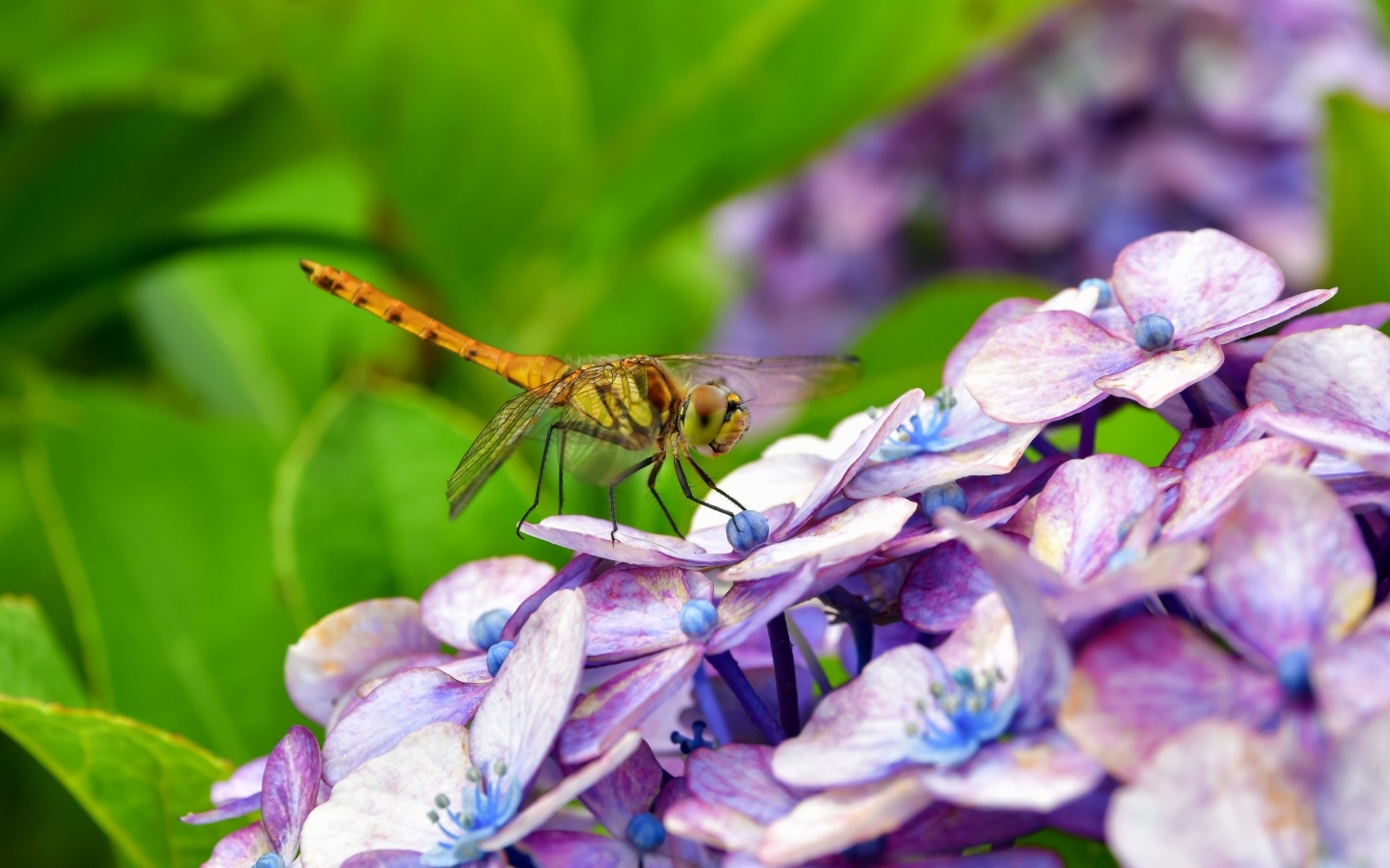 Стрекоза сидит на цветке гортензии
