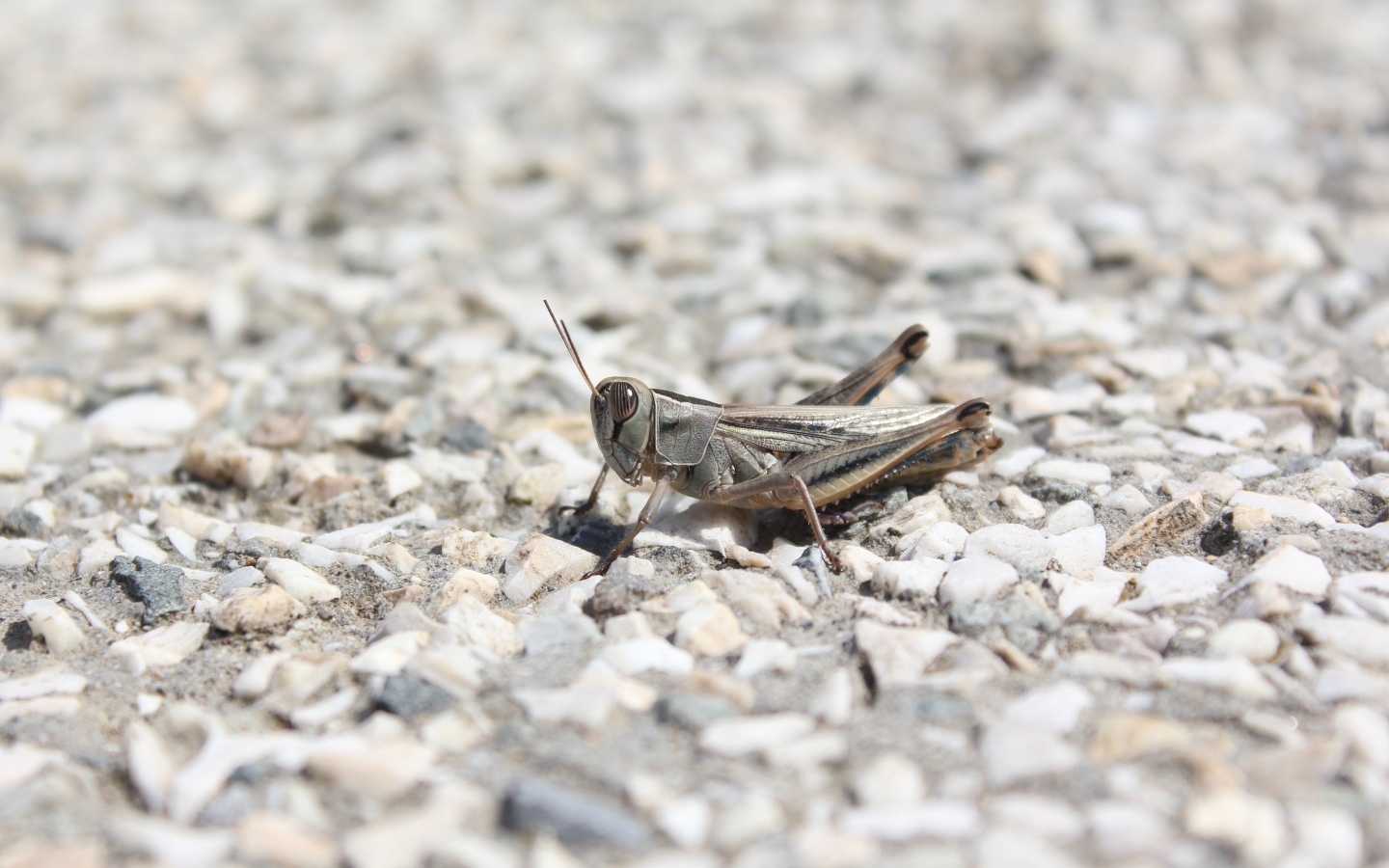 Кузнечик на дороге