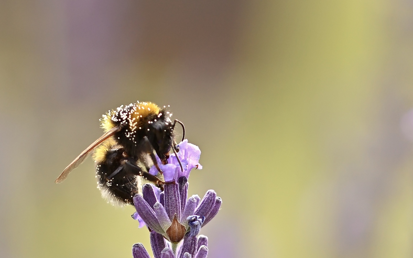 Пчела медонос сидит на цветке