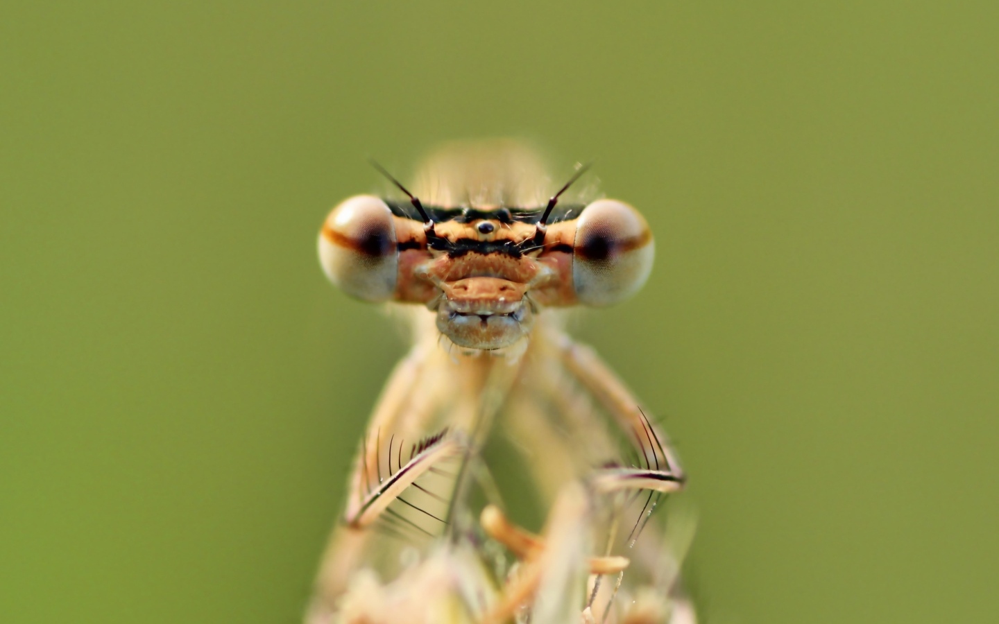 Большие глаза стрекозы крупным планом