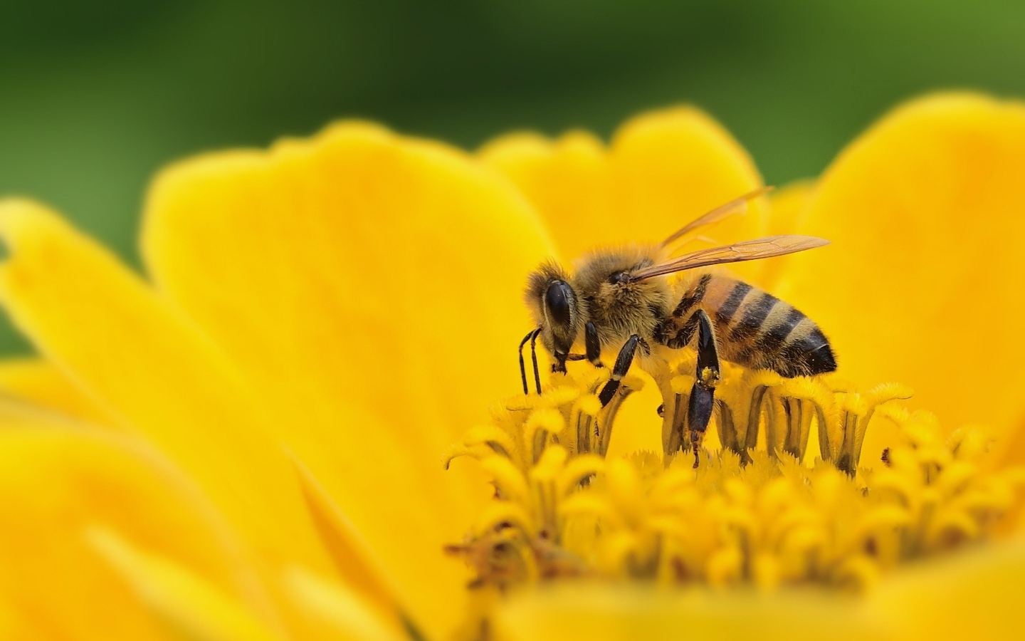 Маленькая пчела на желтом цветке циннии 
