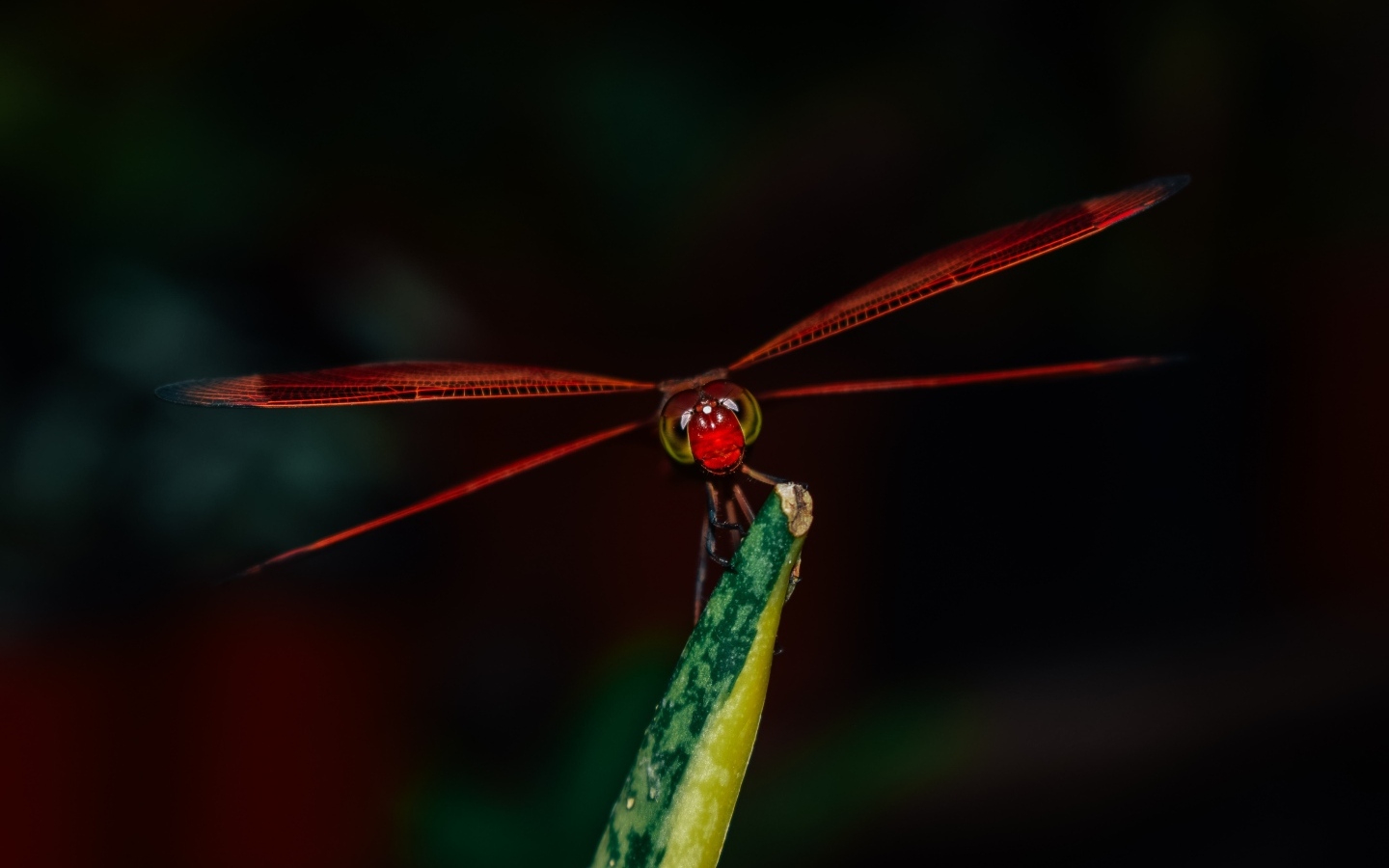 Красная стрекоза сидит на траве