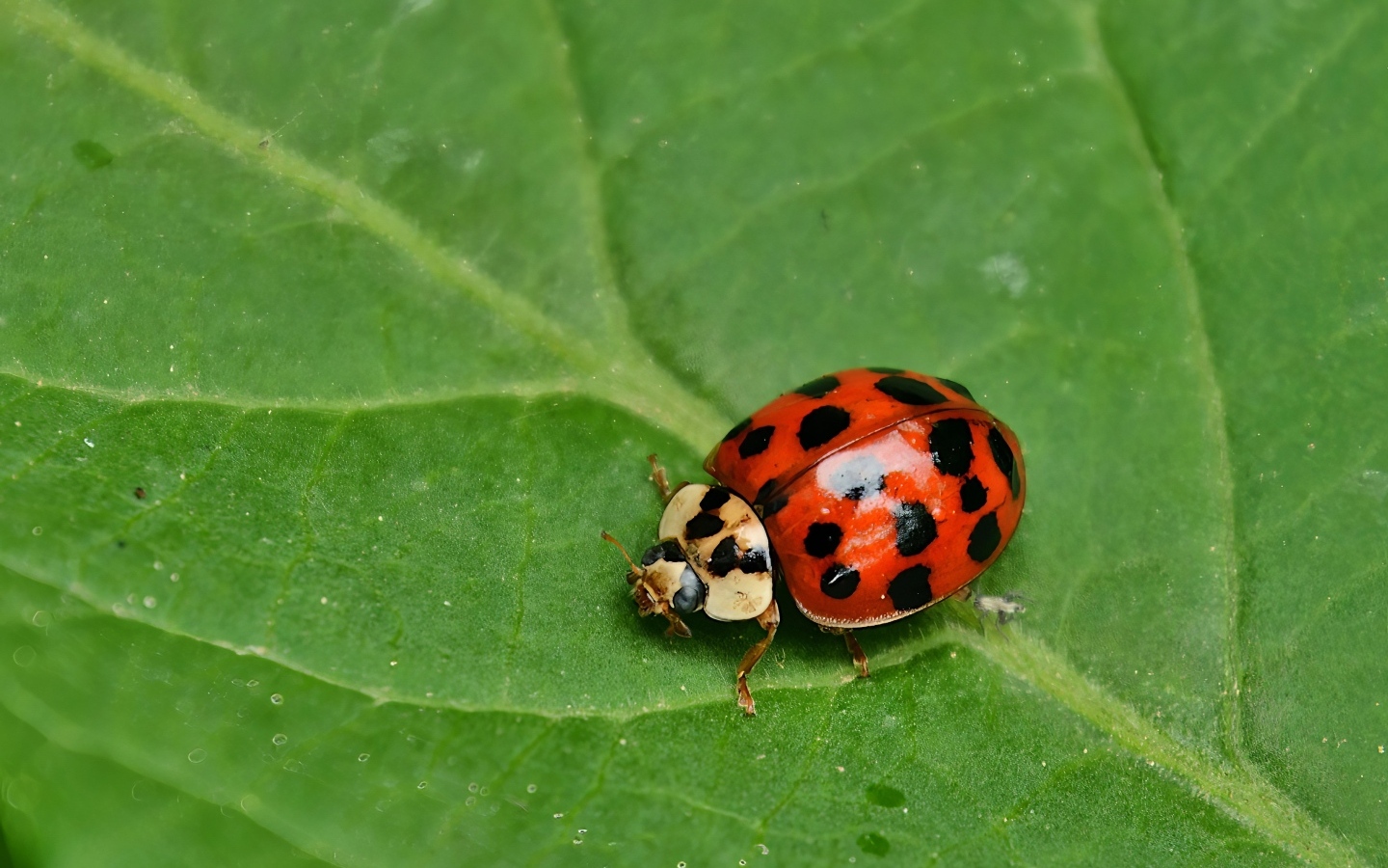 Красная божья коровка на зеленом листе крупным планом