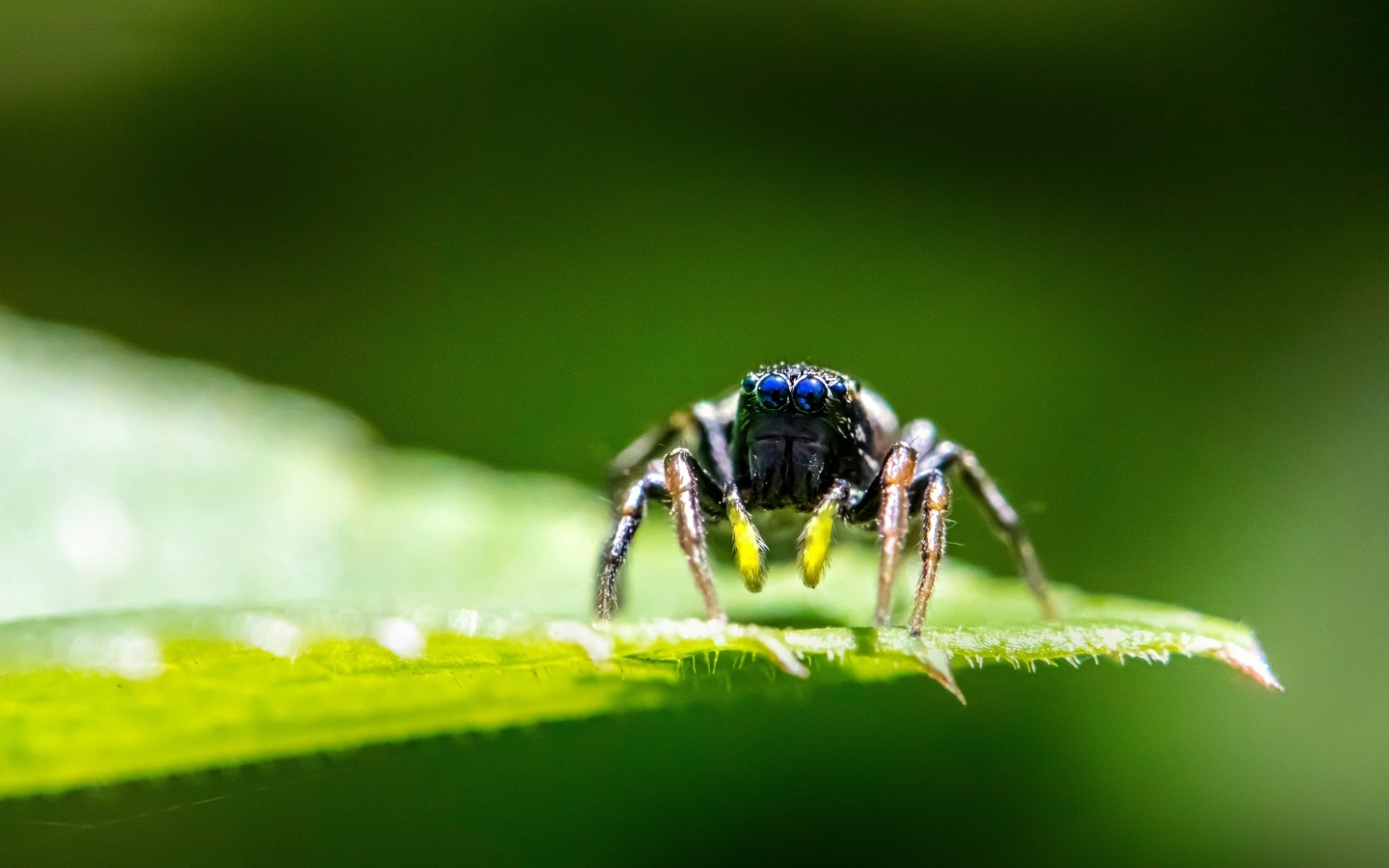 Паук с большими черными глазами на листе