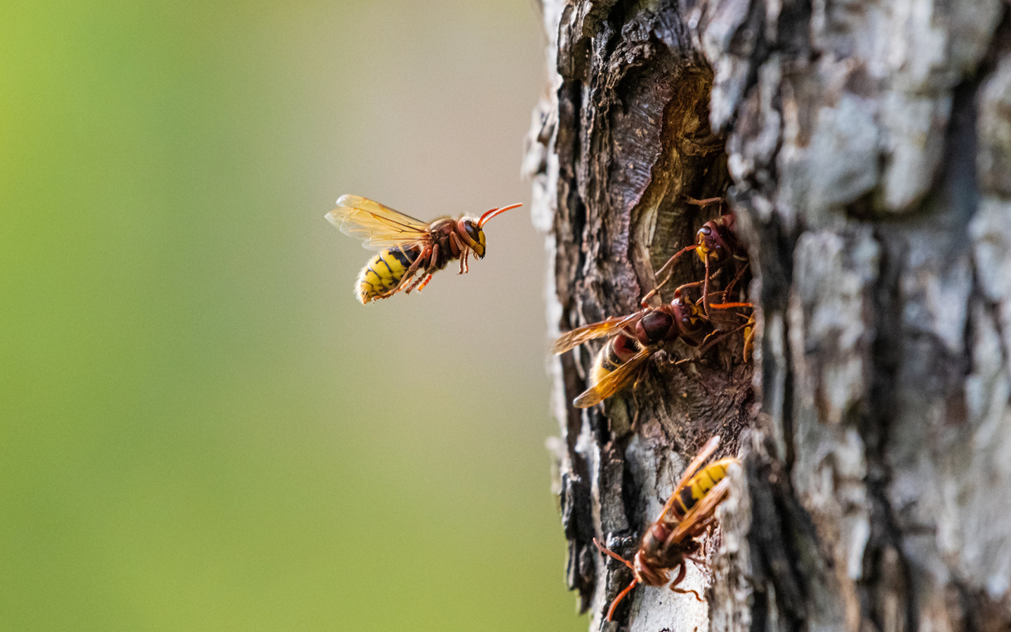 Пчелы сделали улей в дупле дерева