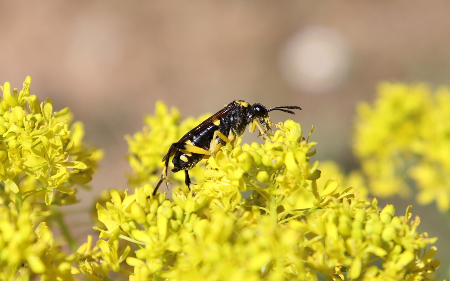 Оса сидит на желтом цветке