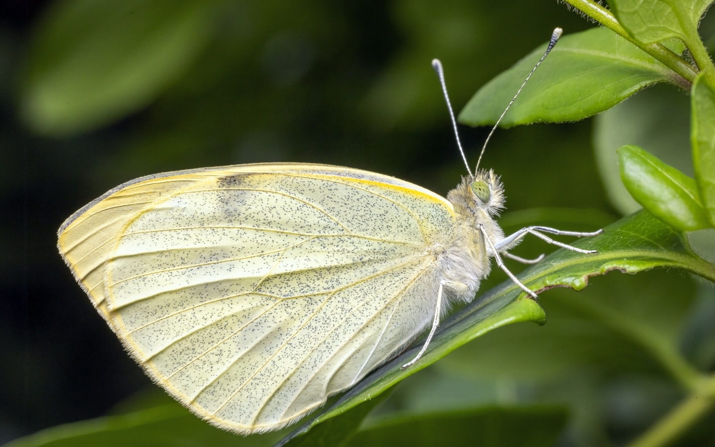 Белая бабочка сидит на зеленом листе