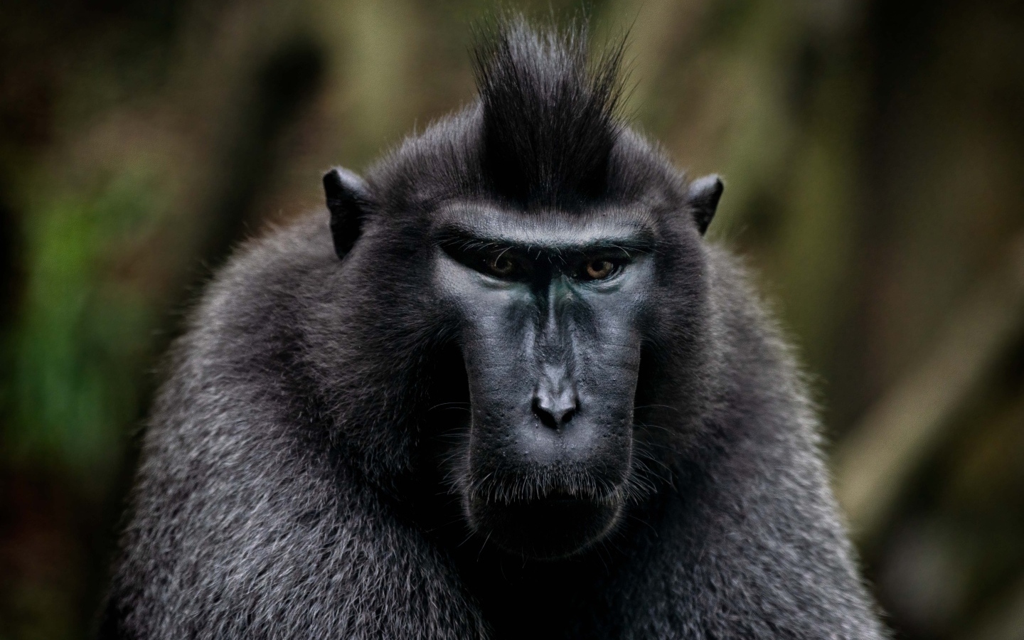 Черная хохлатая макака крупным планом