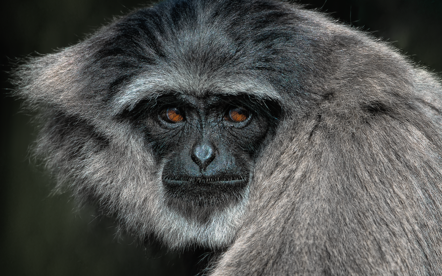 Большой серебристый гиббон