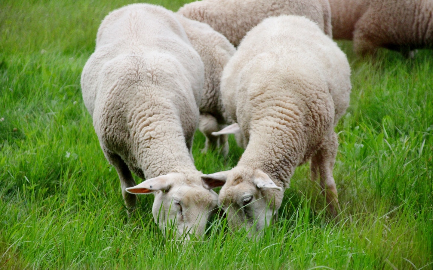 Овцы пасутся на зеленой траве