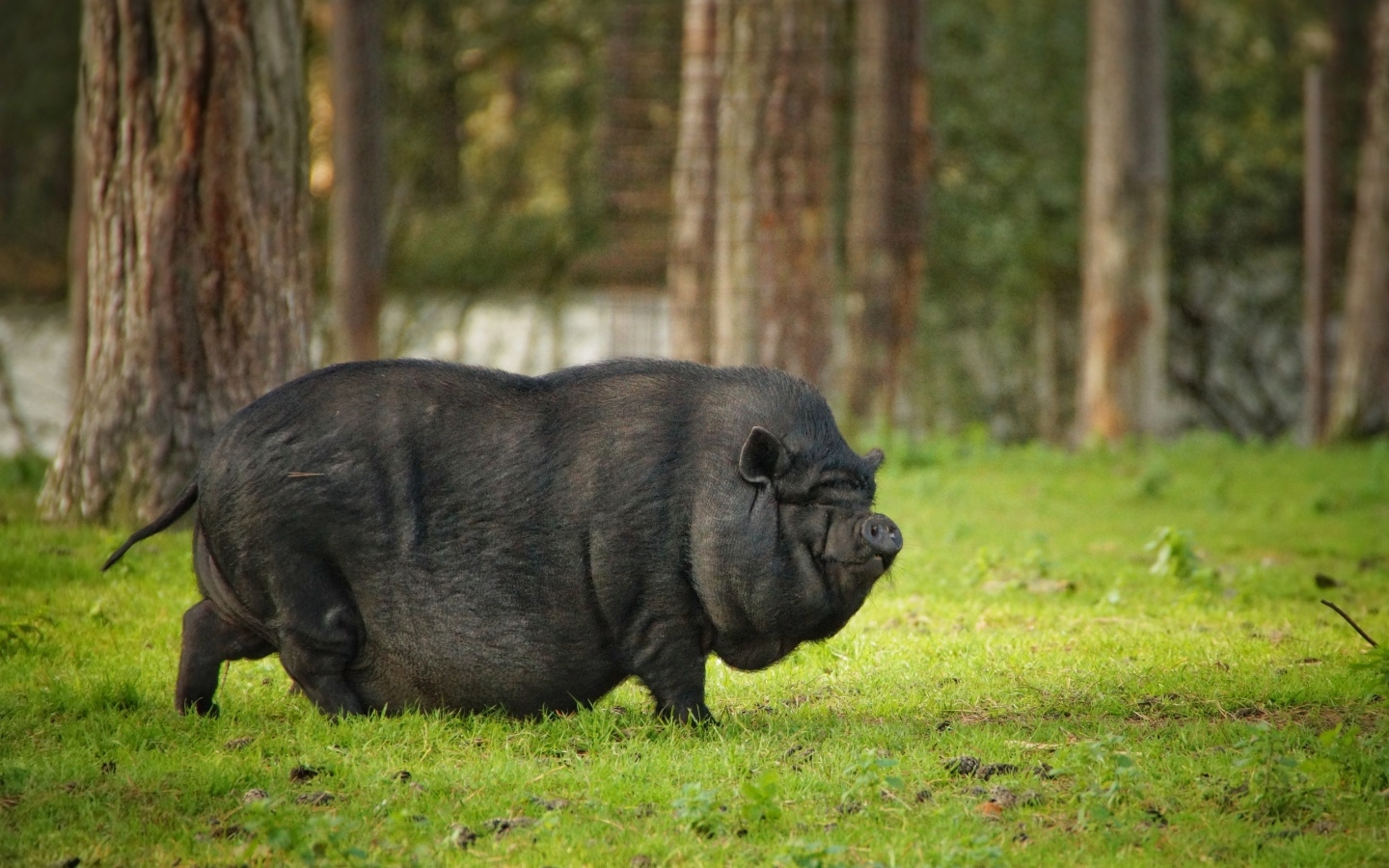 Черная карликовая свинья в парке