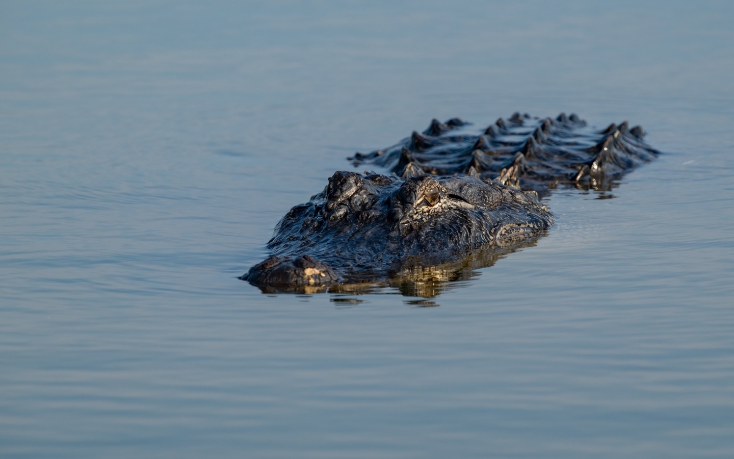 Большой аллигатор плывет по воде