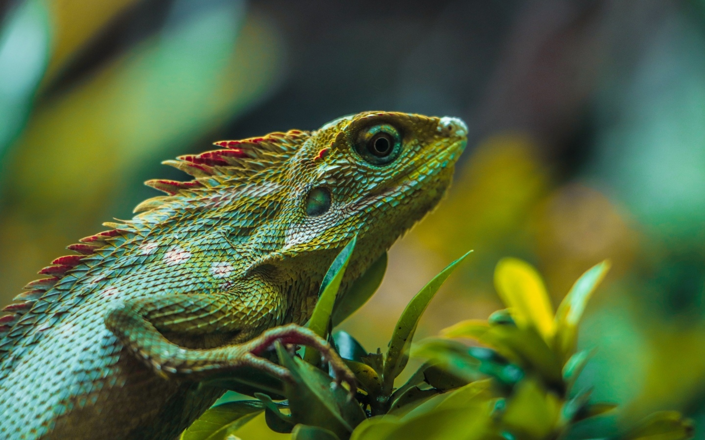 Зеленая ящерица сидит в зеленых листьях