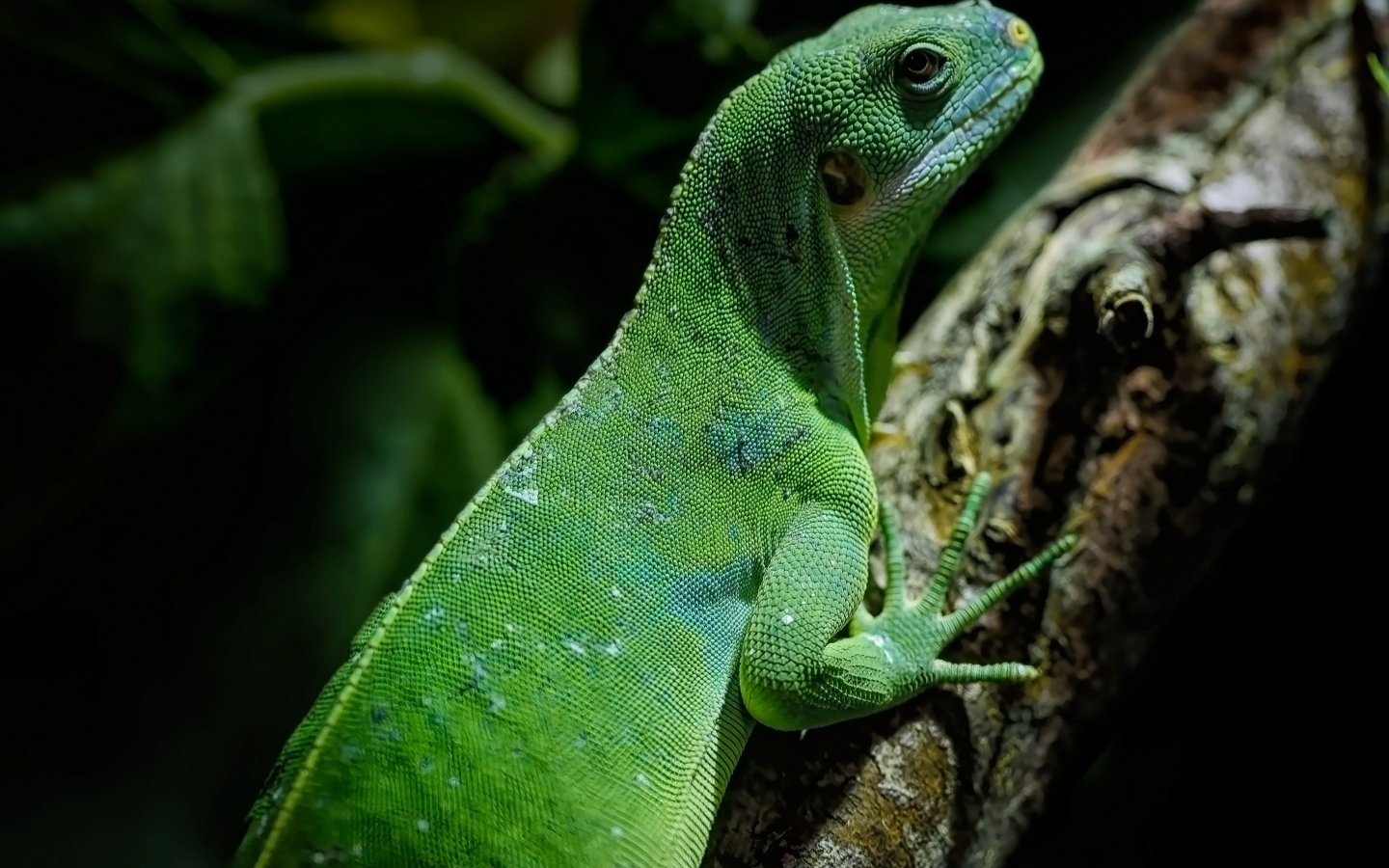 Большая зеленая ящерица с острыми когтями