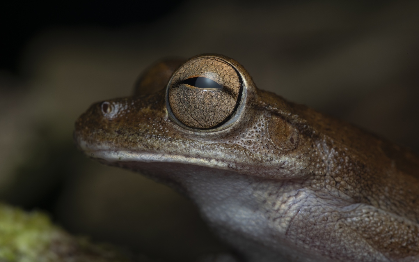 Жаба с большими глазами