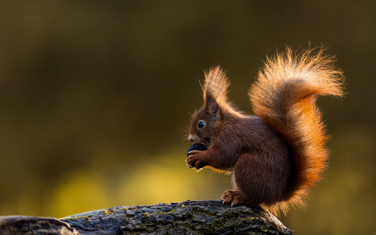 Маленькая белка в пушистым хвостом грызет орех