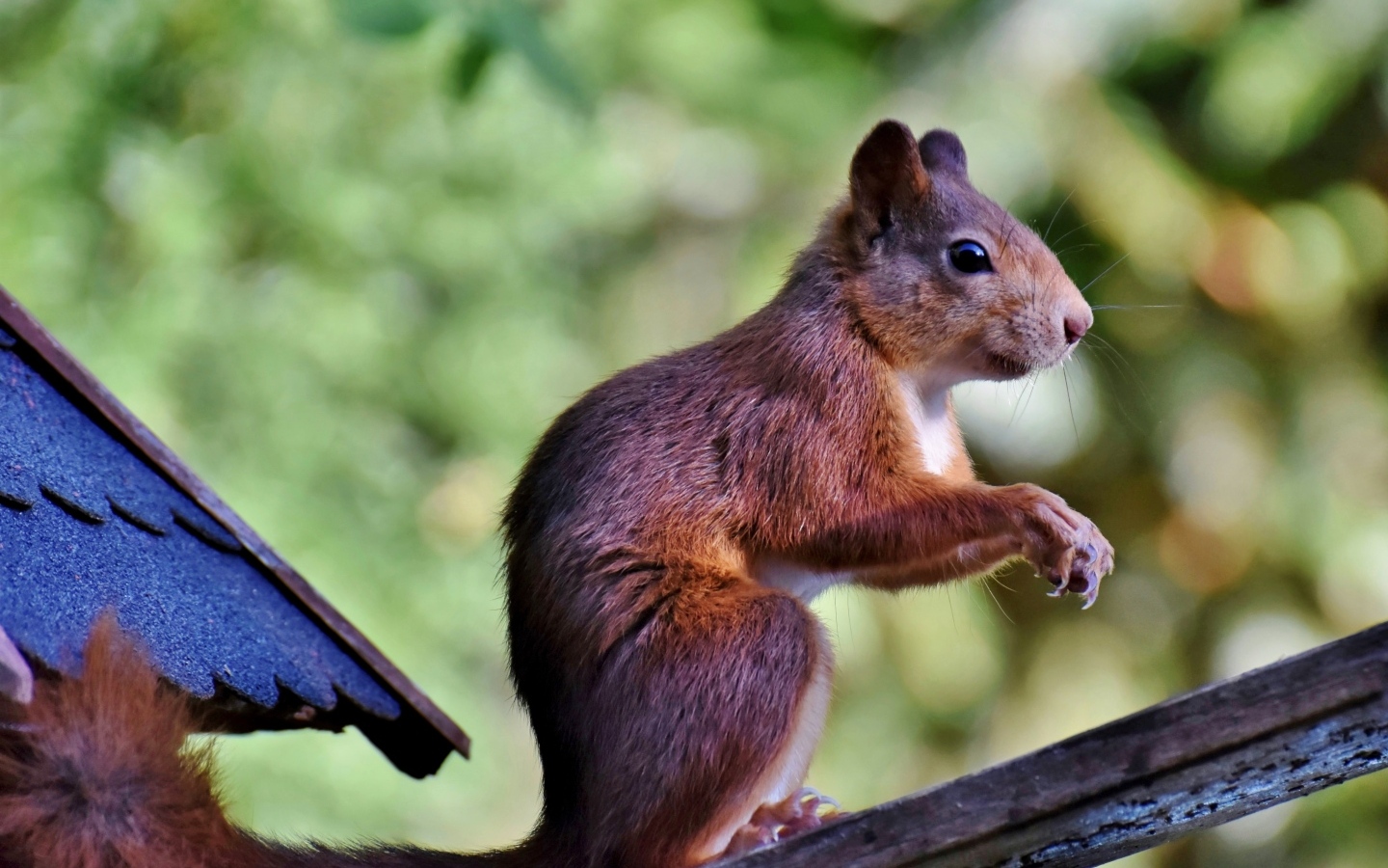 Красивая рыжая белка сидит на ветке