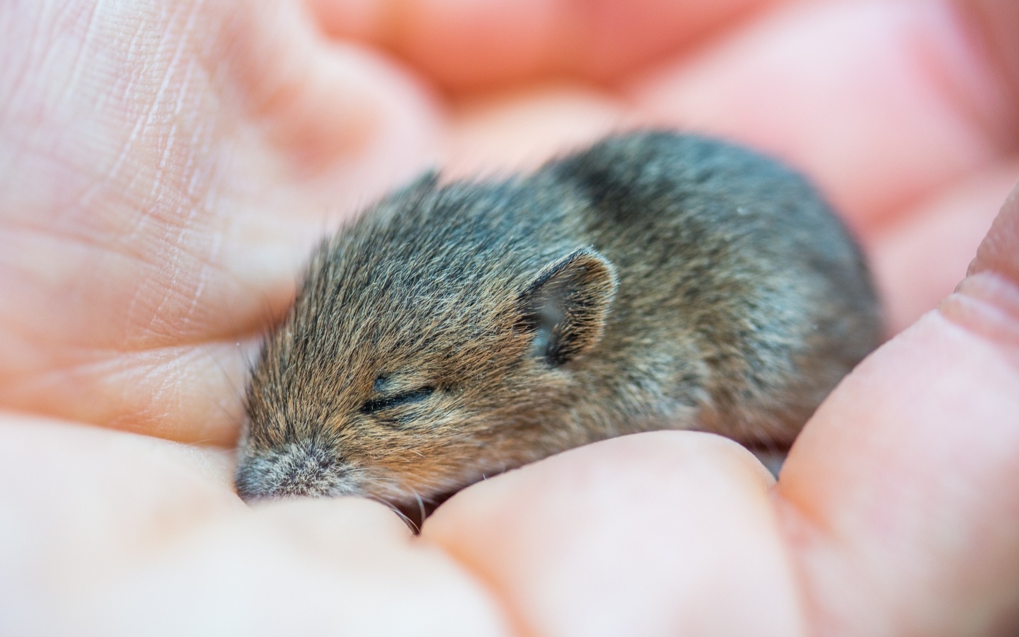 Маленькая серая мышка полевка спит на ладони 
