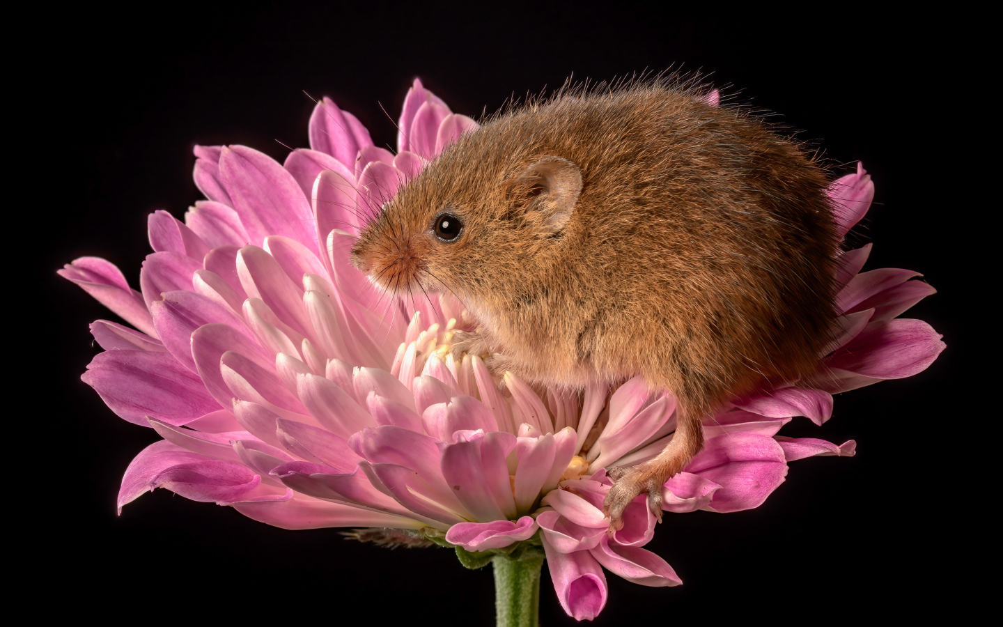Маленькая мышь сидит в розовом цветке
