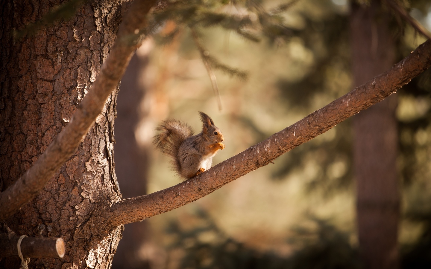 Little red squirrel sits on a branch