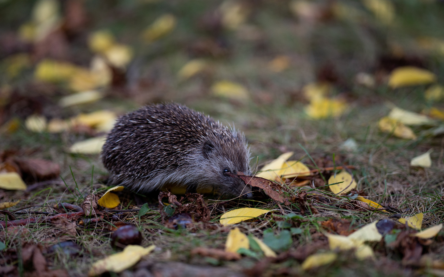 Маленький колючий еж на траве в лесу
