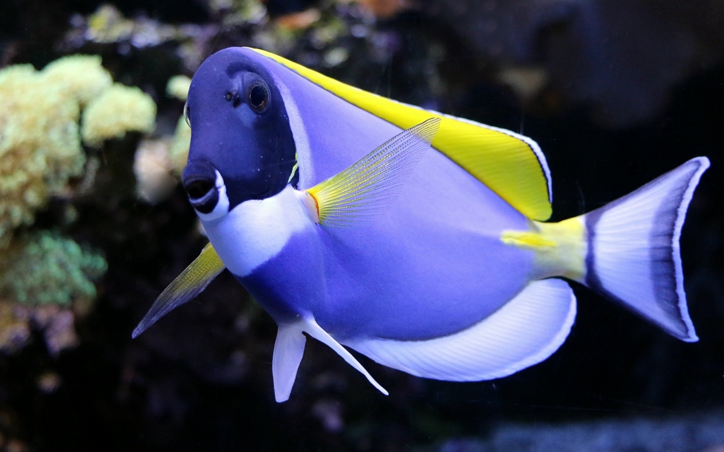 Синяя рыба доктор в аквариуме