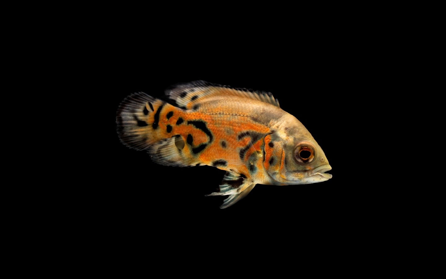 Оранжевая рыбка на черном фоне