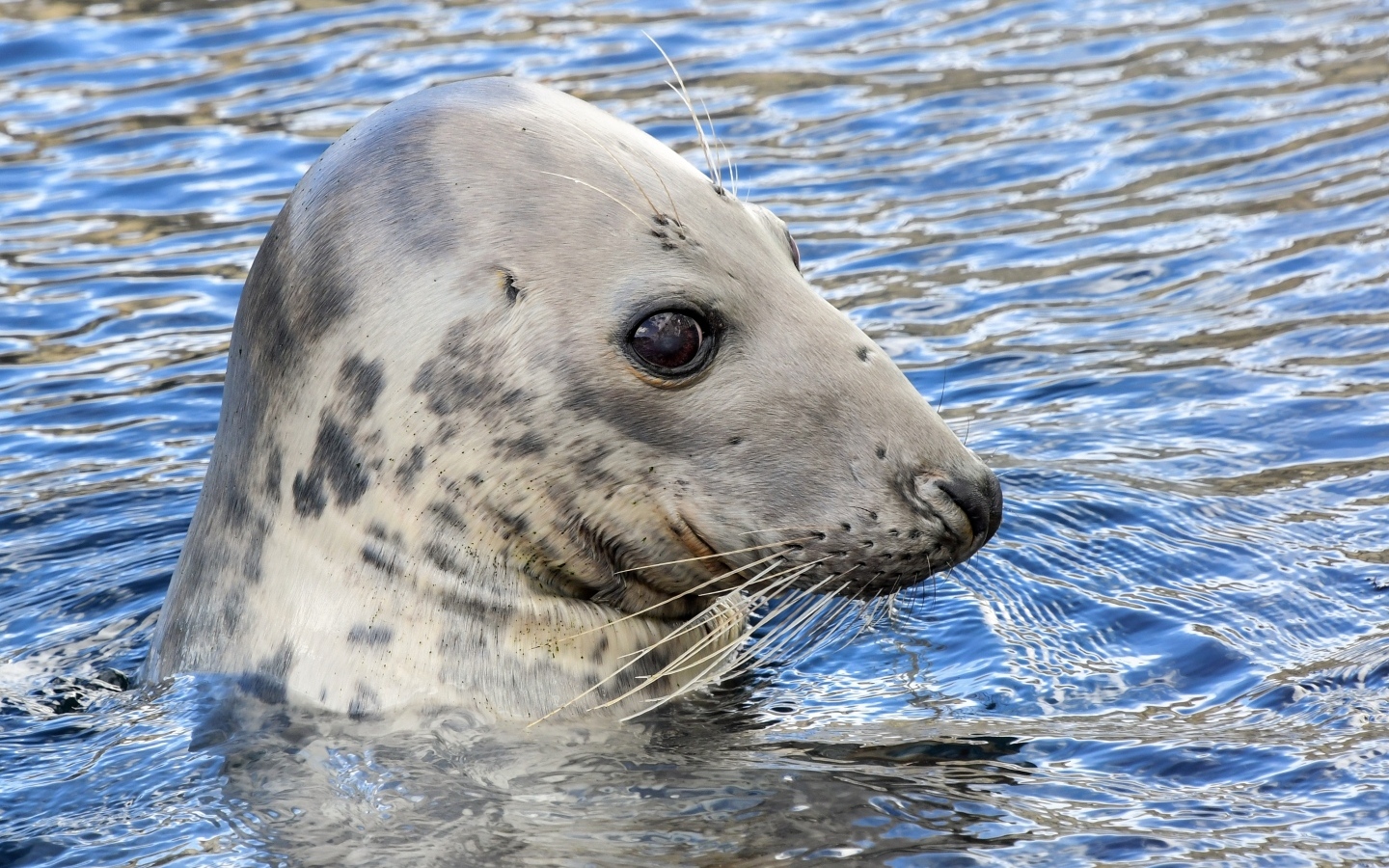 Тюлень сидит в воде
