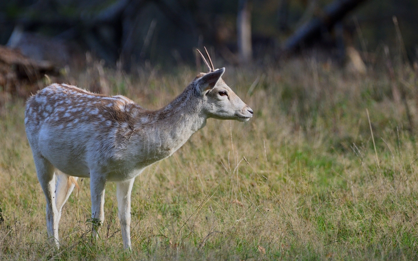 Маленький олень пасется на траве