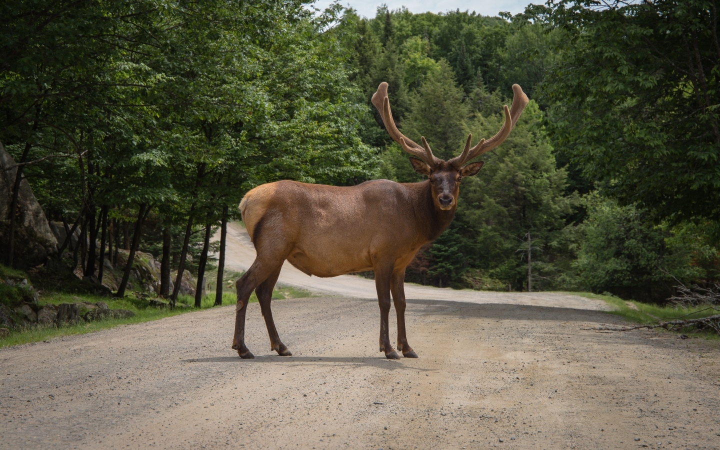 Большой рогатый олень на дороге