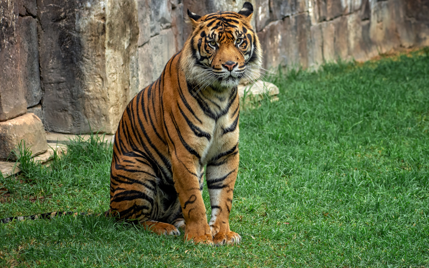 Большой полосатый тигр сидит на траве в зоопарке