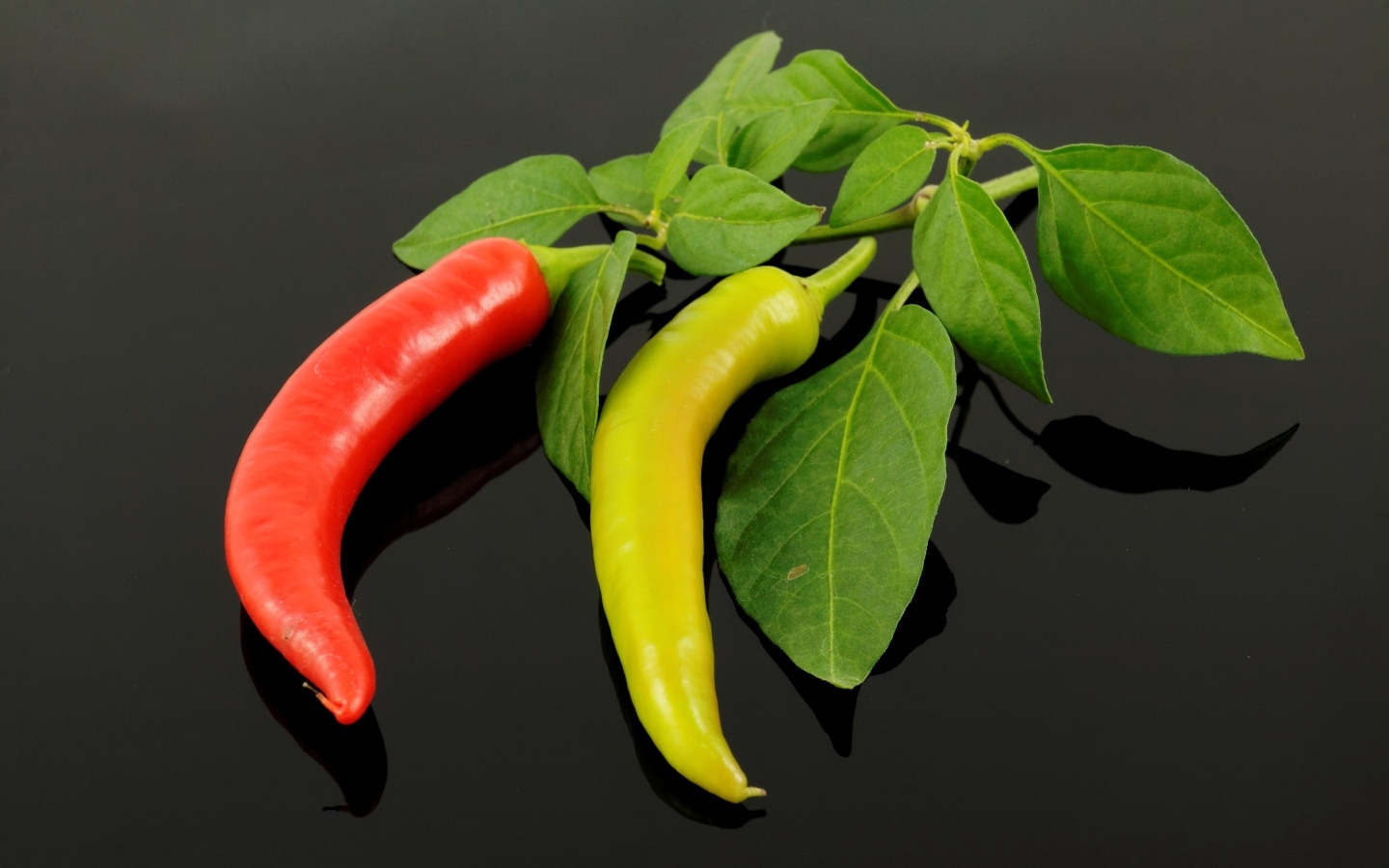 Красный и зеленый острый перец на ветке с листьями