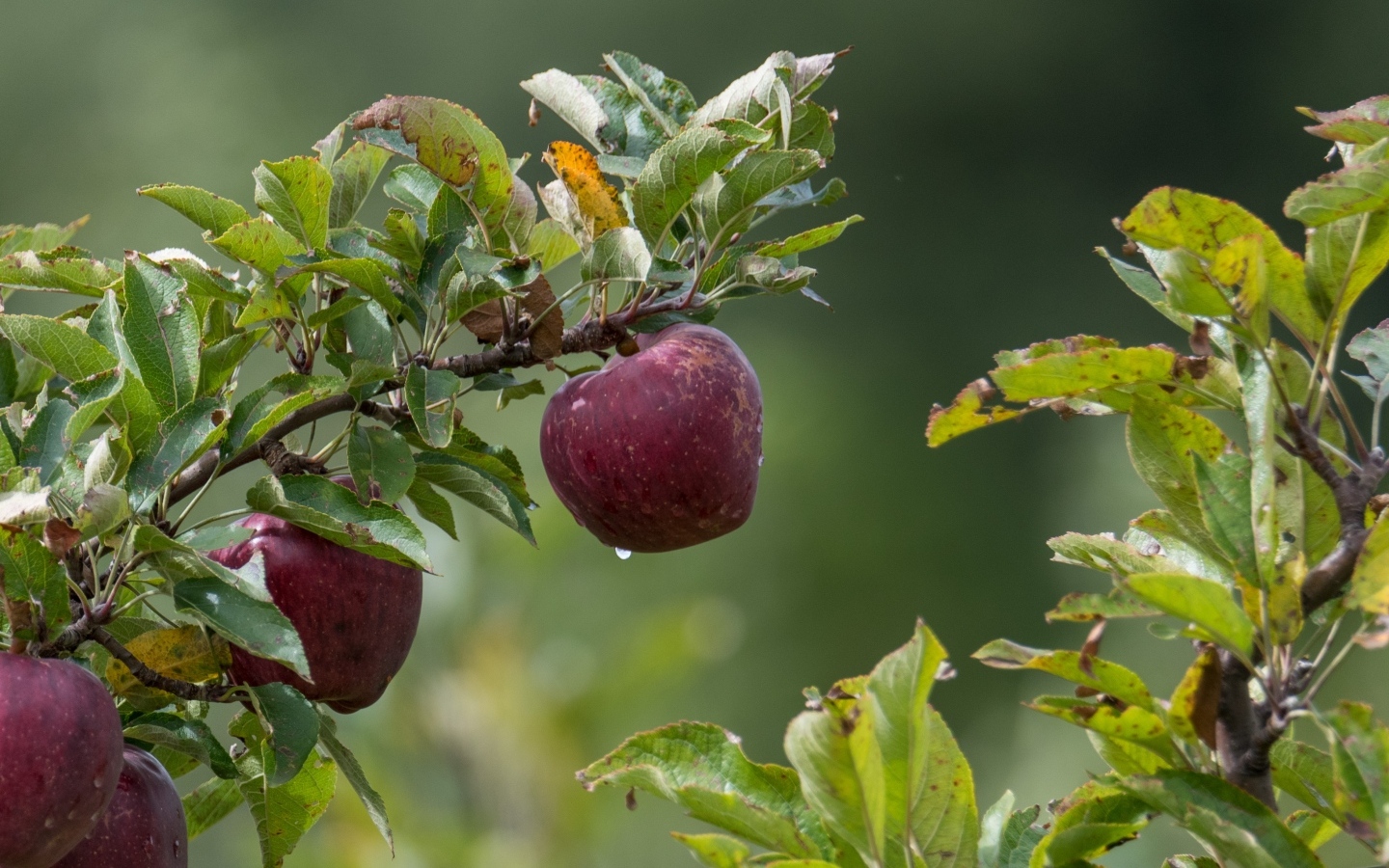 Большие красные яблоки на ветке дерева 