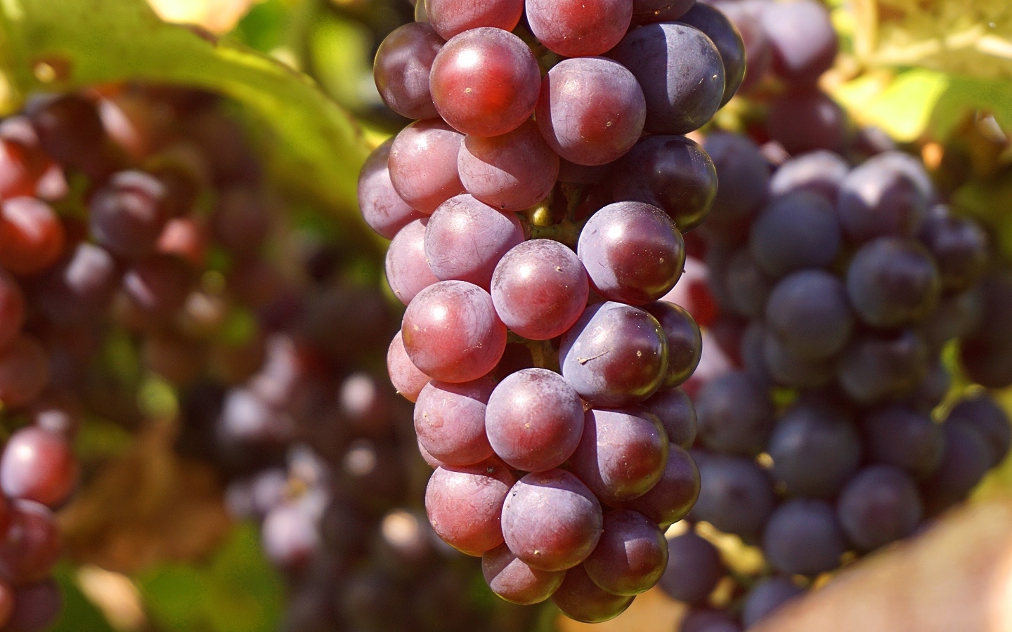 Гроздь розового винограда в лучах солнца