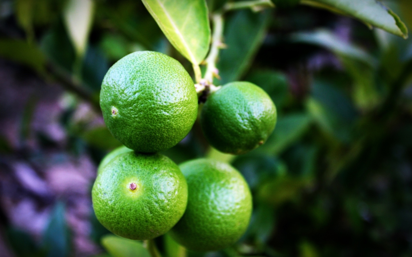 Зеленые лаймы на ветке дерева