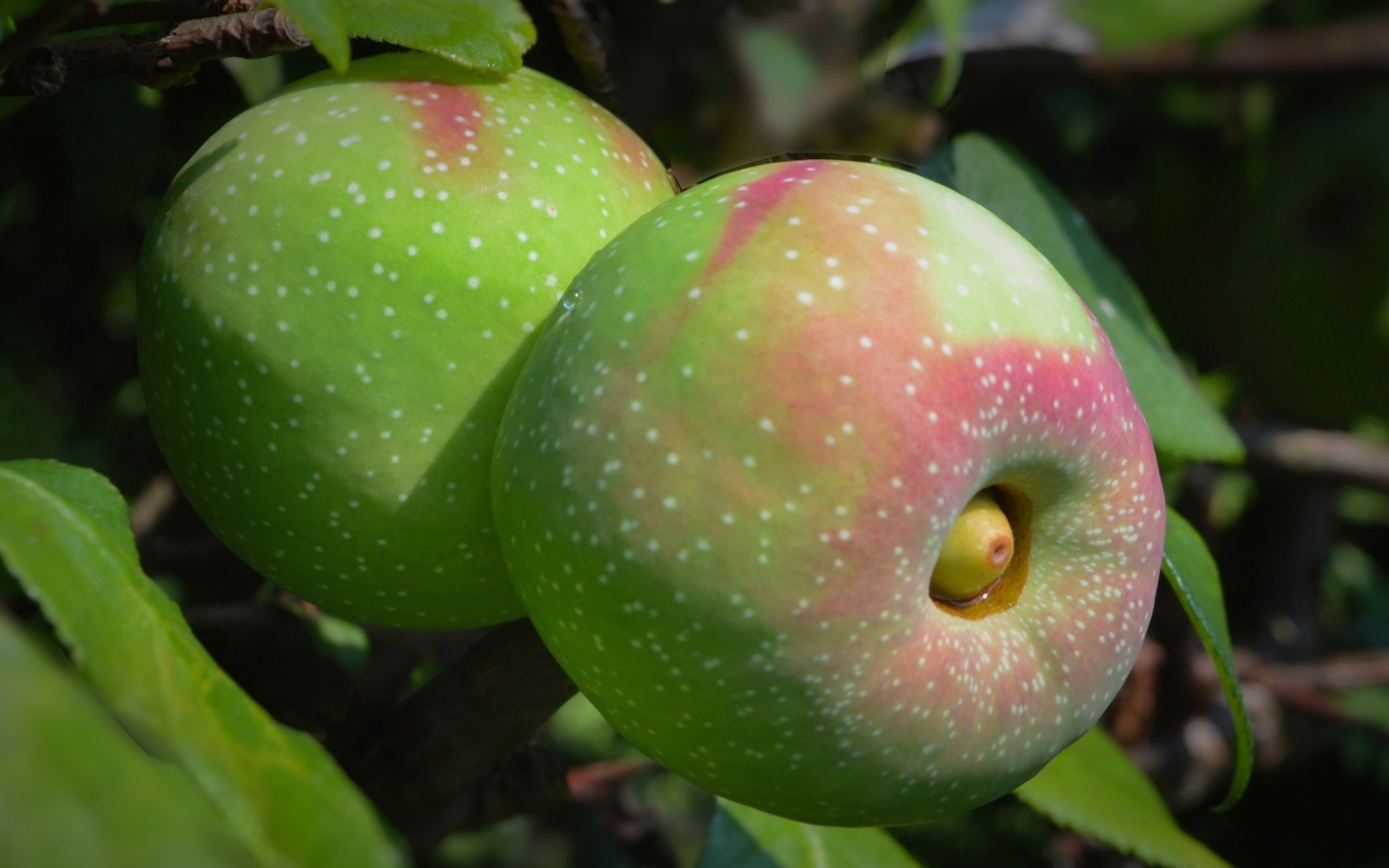 Большие крупные яблоки на ветке дерева