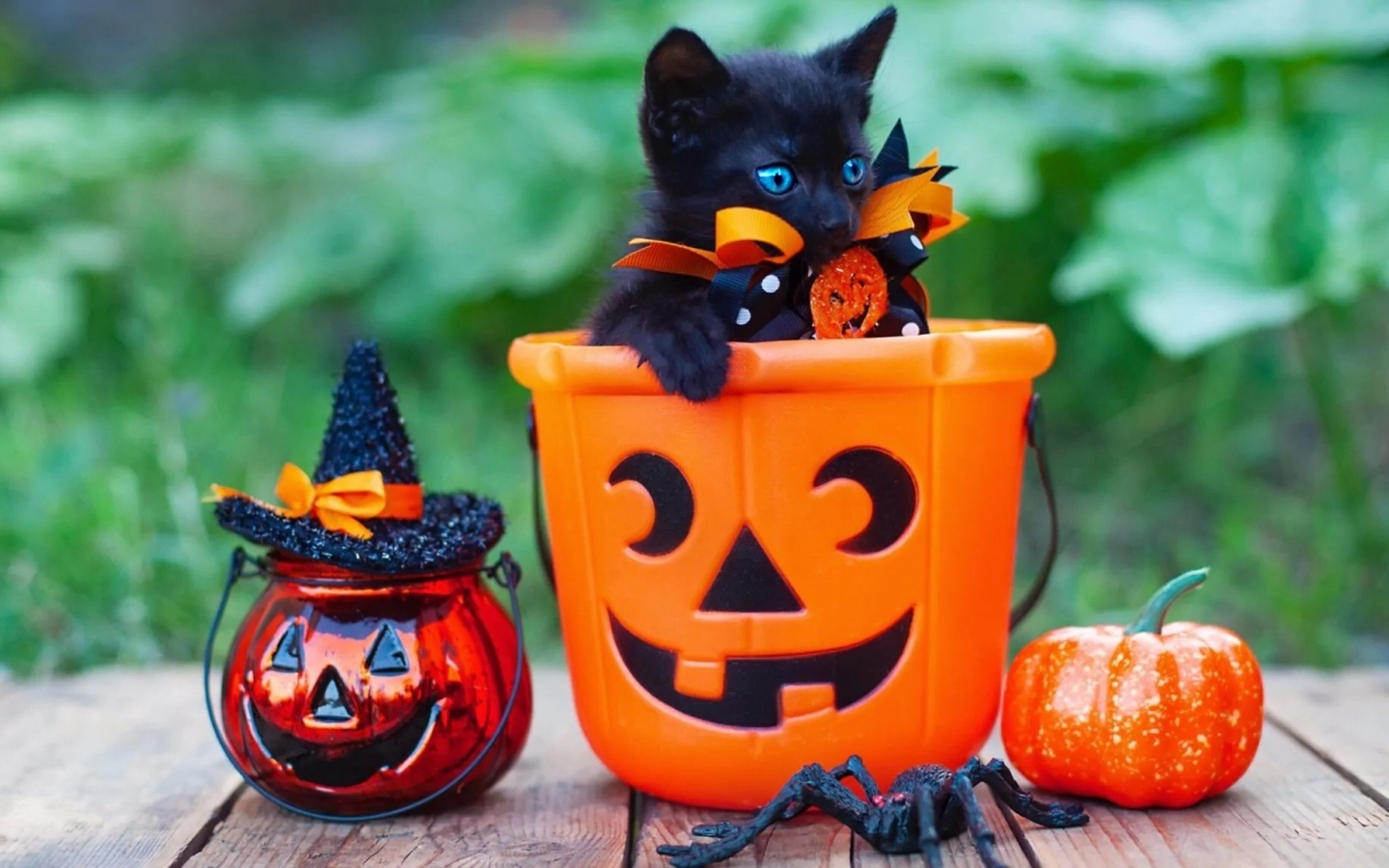 Черный котенок с декором на Хэллоуин