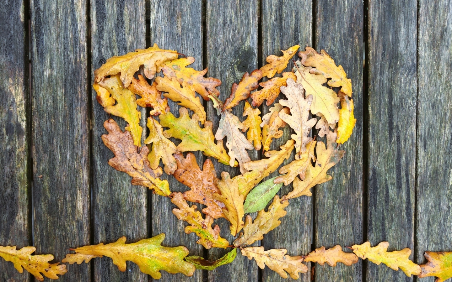 Сердце из опавших листьев дуба